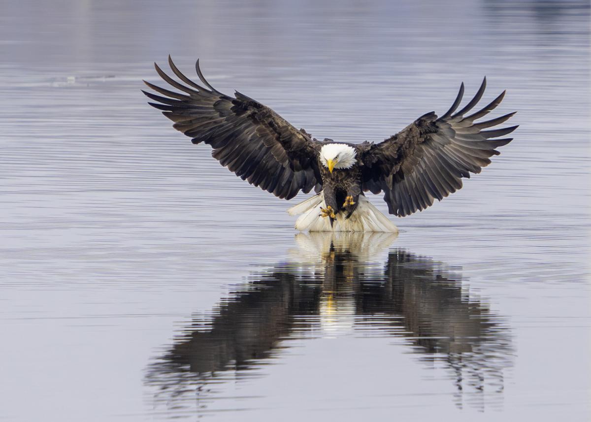Bald eagle fishing