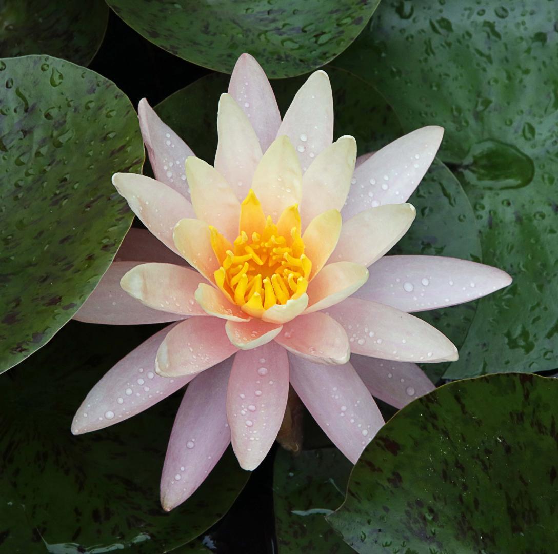 Competition entry: Pink Lily