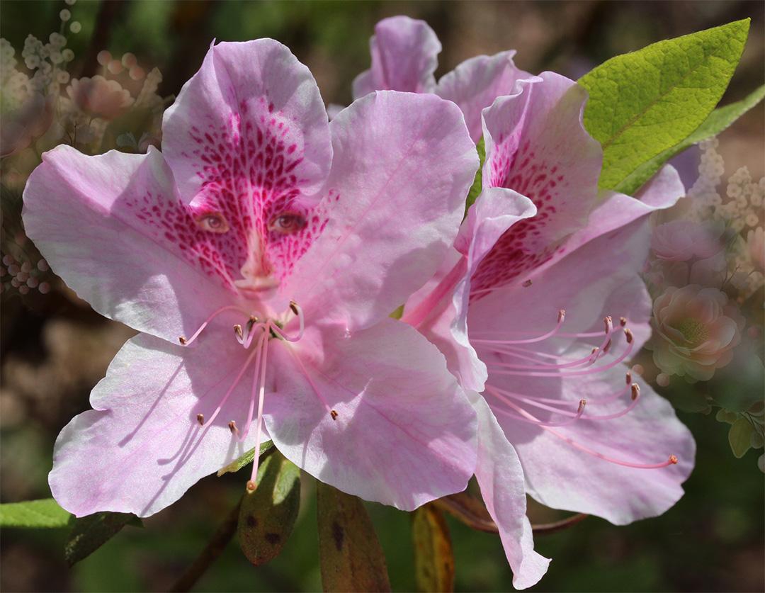 Competition entry: Peek - a -Boo