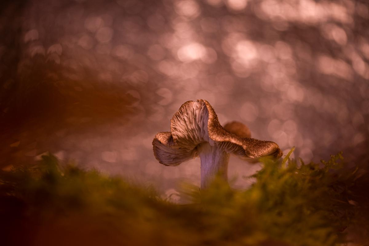 Competition entry: Mushroom season