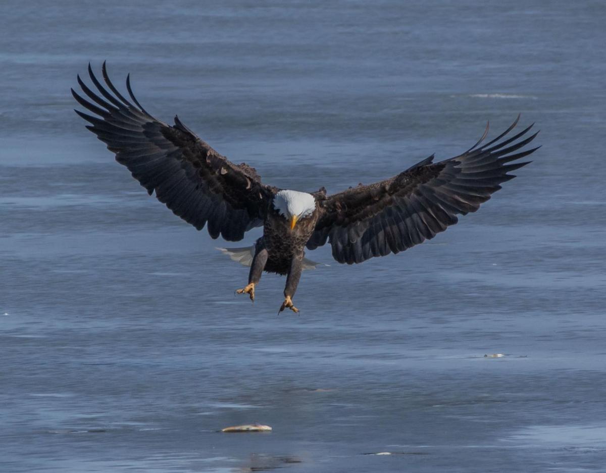 Eagle landing