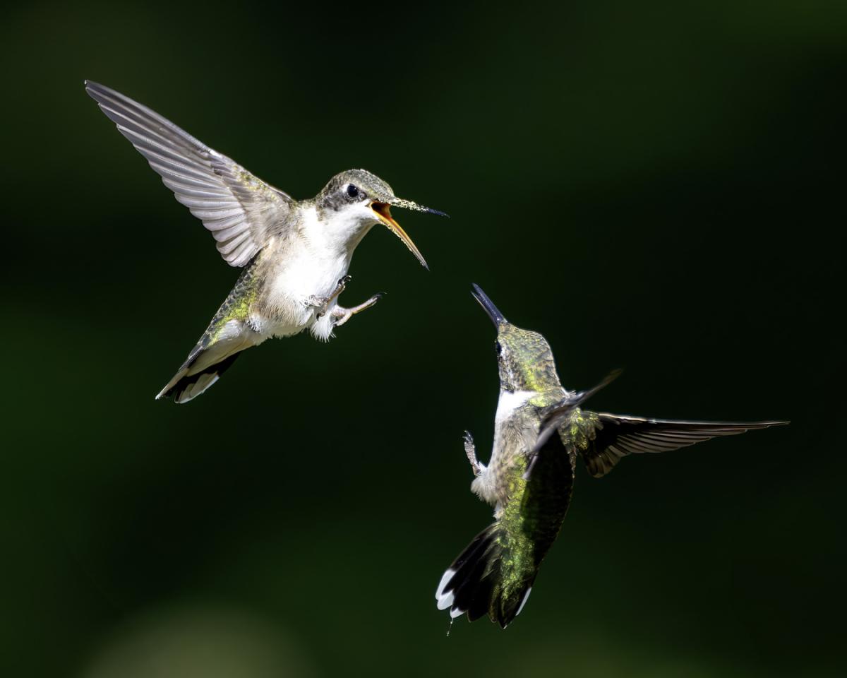 Competition entry: Hummingbird Territorial dispute