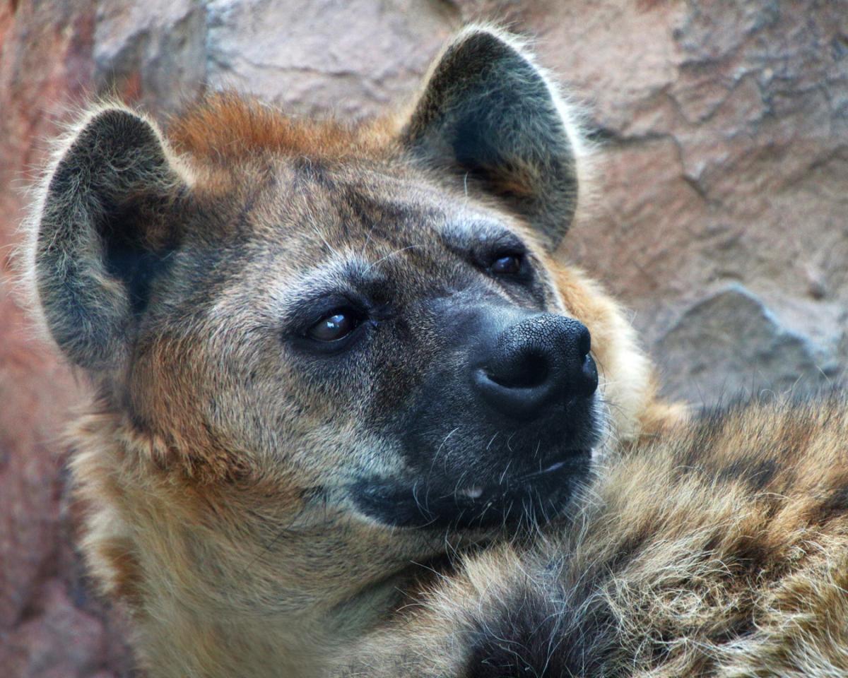 Competition entry: Hyena