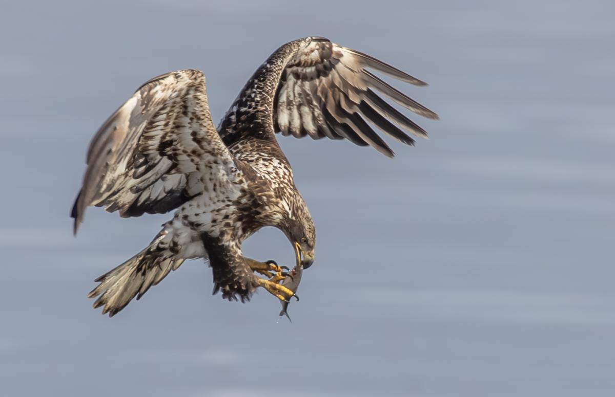 Juvenile eagle catching fish