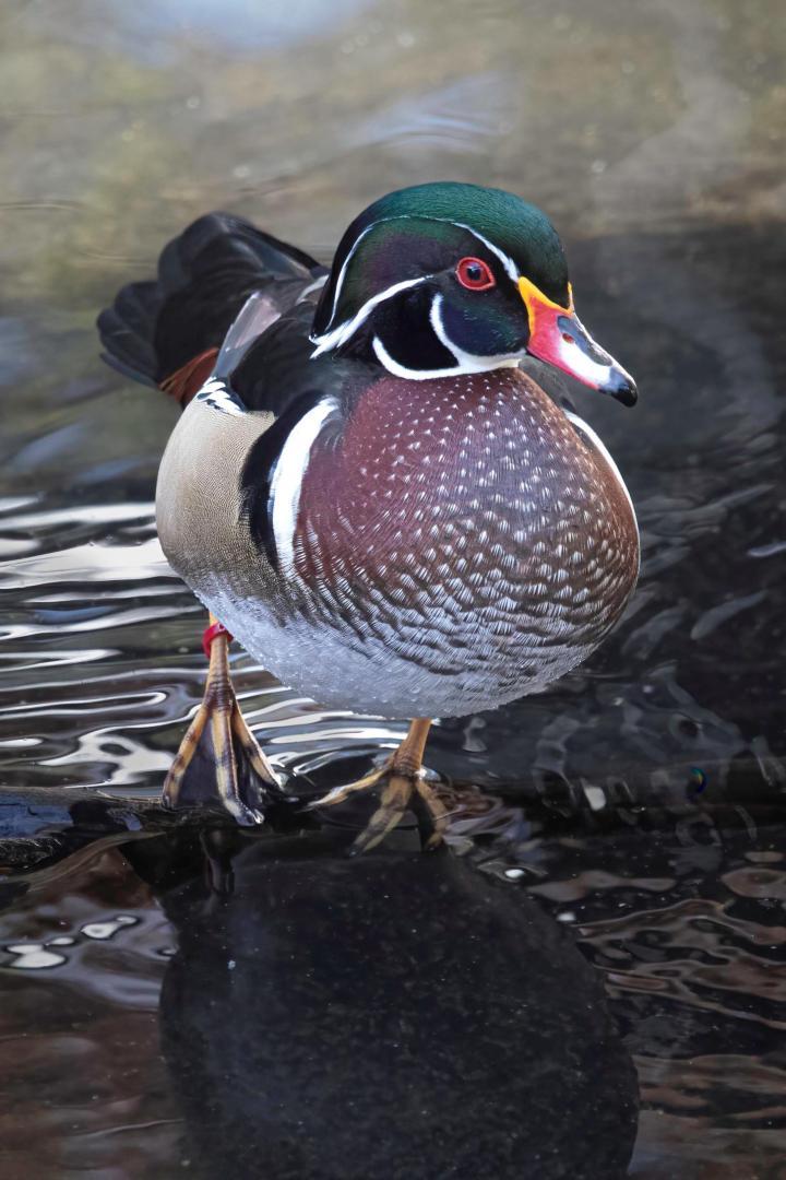 Competition entry: Woody