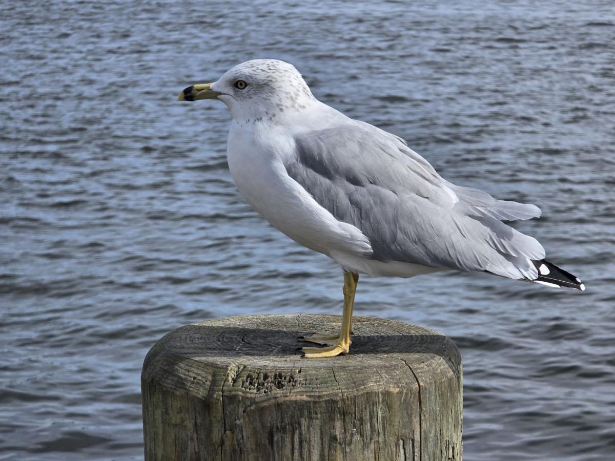 Competition entry: Seagull