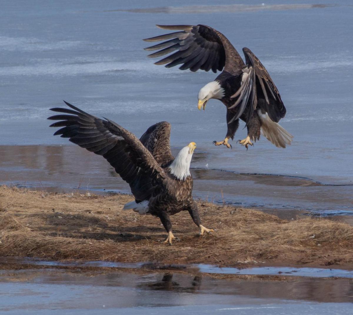 Bald Eagles Fighting