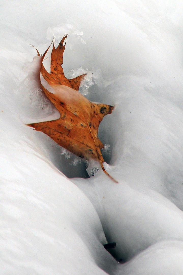 Competition entry: Oak Leaf on Ice