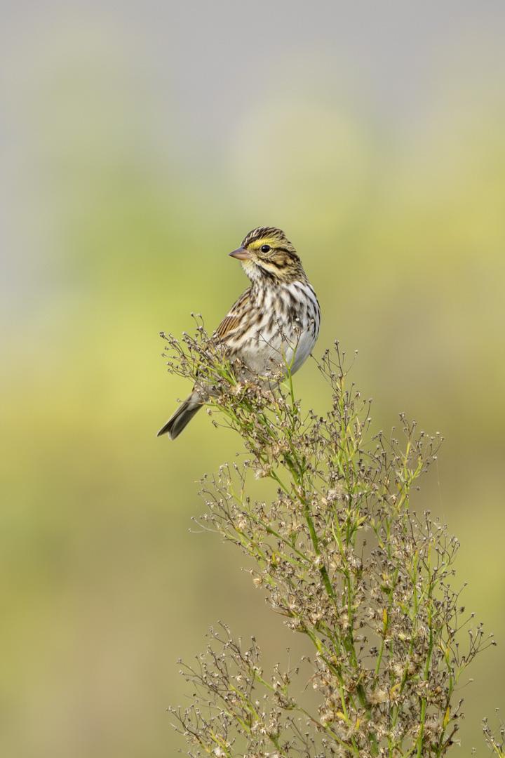 Savannah sparrow