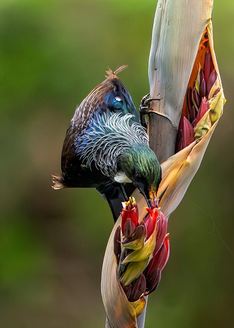 A Tui bird sipping nectar from a Flax flower