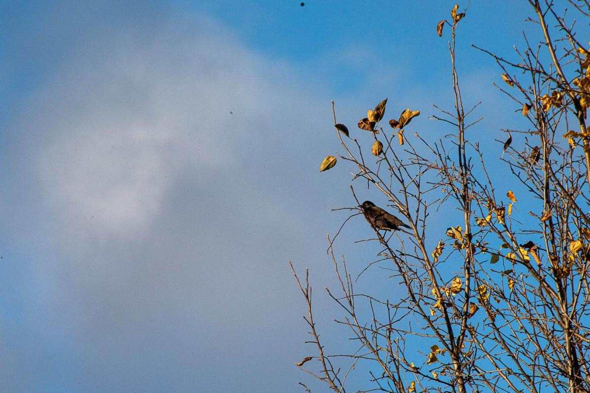 Competition entry: Blackbird Singing In the Light of Day