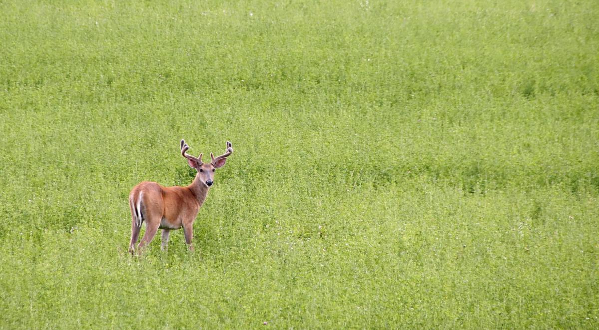 Competition entry: Buck