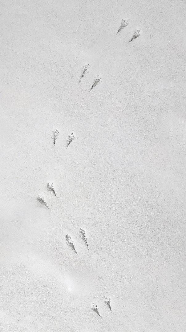 Competition entry: Little Bird