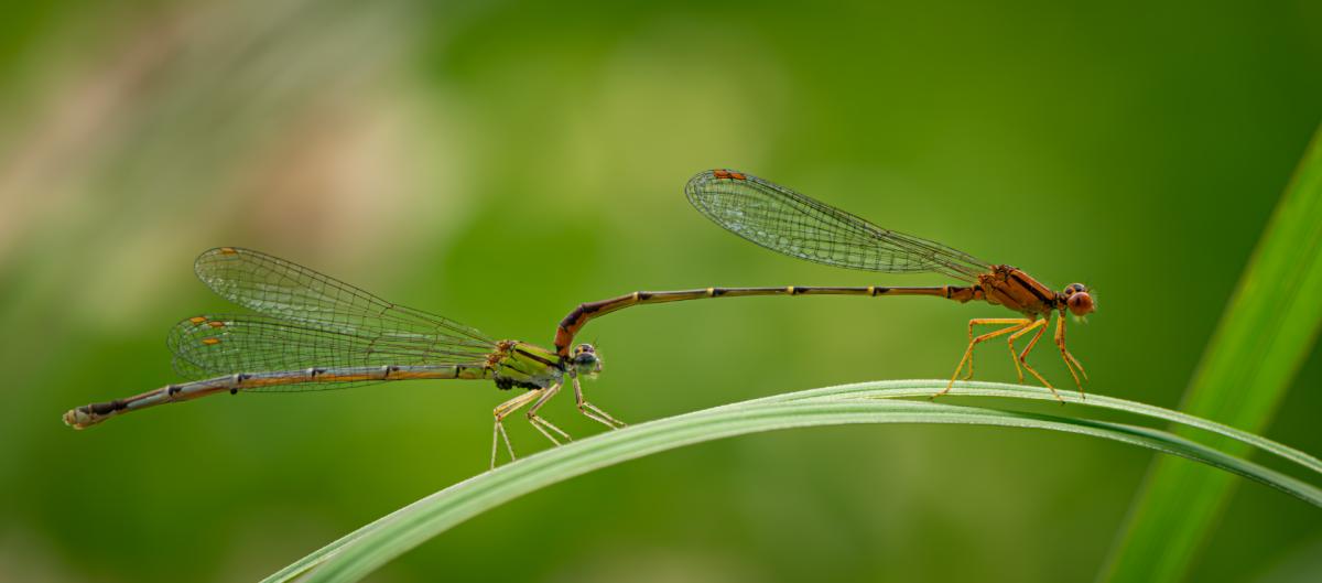 Competition entry: Damselfly Date