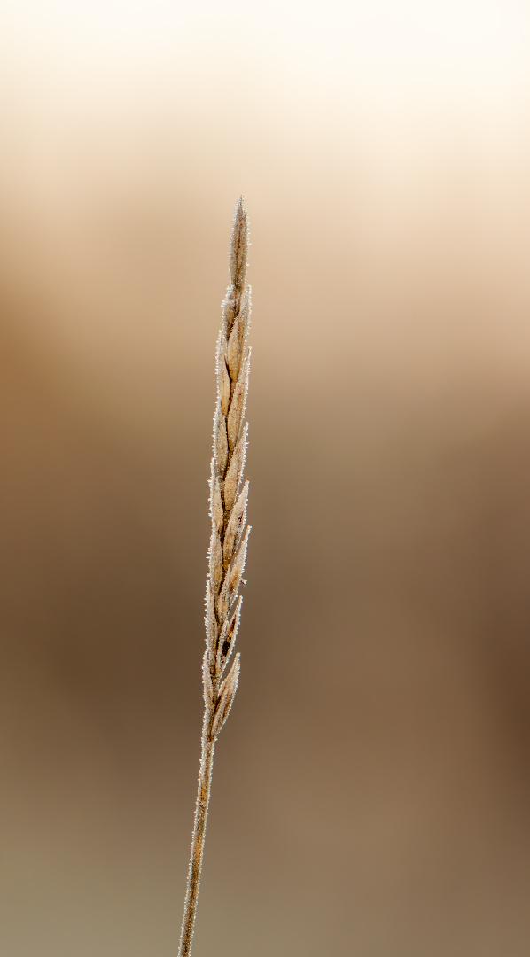 Competition entry: Frost