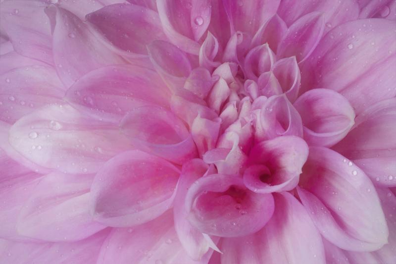 Competition entry: Chiffon Dahlia