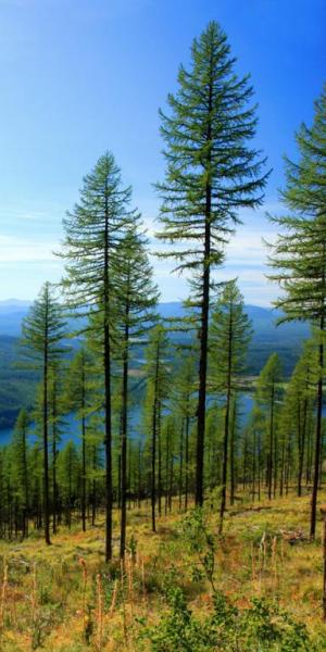 Competition entry: Larch Over Whitefish Lake