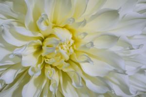 Competition entry: White Dahlia