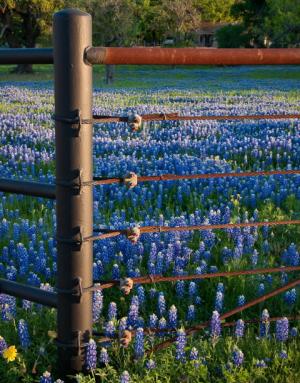 Competition entry: BlueBonnet Corral