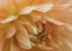 Competition entry: Peach Dahlia