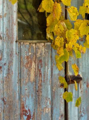 Competition entry: Old Shed Door