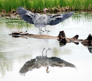 Competition entry: Heron and Turtles near Hokah