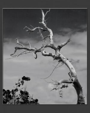 Competition entry: Windswept on Pinel Island