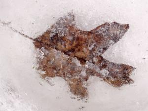 Competition entry: Frozen Oak Leaf