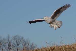 Competition entry: Snowy Owl in Flight