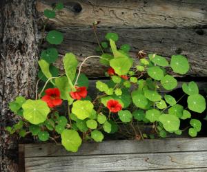 Competition entry: Nasturiums