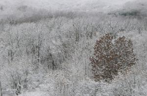 Competition entry: Frosty Morning