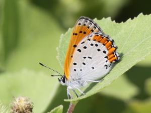 Competition entry: Bronze Copper Butterfly