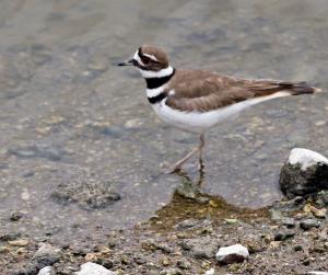 Competition entry: Killdeer A'walkin