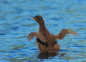 Competition entry: Baby Loon: Look Mom What I Can Do