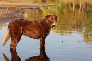 Competition entry: lacey in fall colors