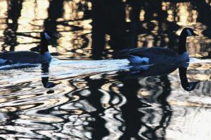 Competition entry: Geese at Dusk