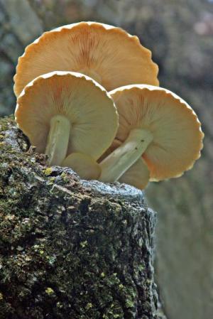 Competition entry: Backlit Fungus