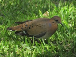 Competition entry: Caribean Bird