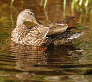 Competition entry: Preening