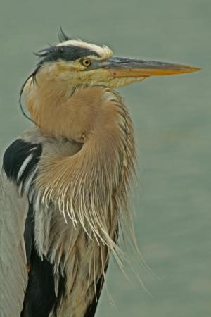 Competition entry: Profile Of Great Blue Heron In Mating Plumage