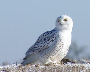 Competition entry: Snowy Owl