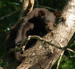 Competition entry: Northern Minnesota Black Bear