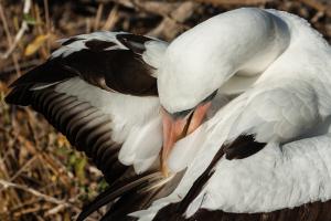 Competition entry: Attention to Feathers