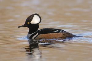 Competition entry: Hooded Merganser