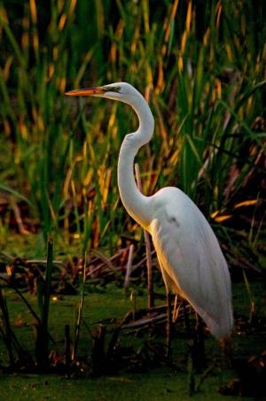 Competition entry: Egret in the weeds