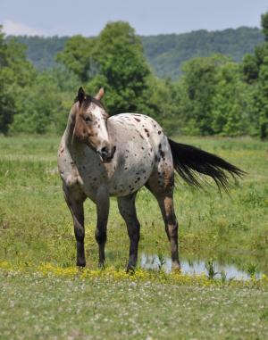 Competition entry: Horse