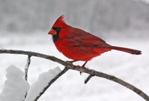 Competition entry: Cardinal in Snow