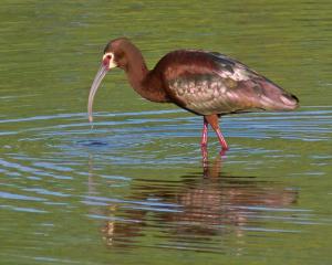 Competition entry: White-faced Ibis