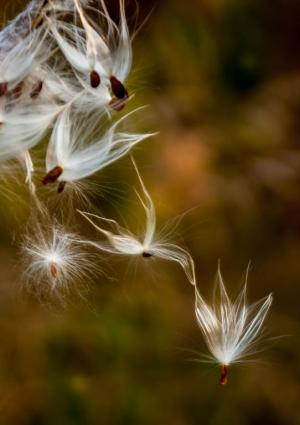 Competition entry: Wind Dancers