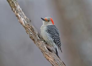 Competition entry: Red-bellied Woodpecker